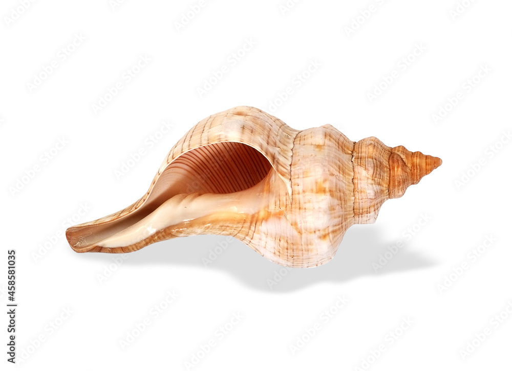 Natural sea shell isolated on a white background. Design element with clipping path Natural sea shell isolated on a white background. Design element with clipping path