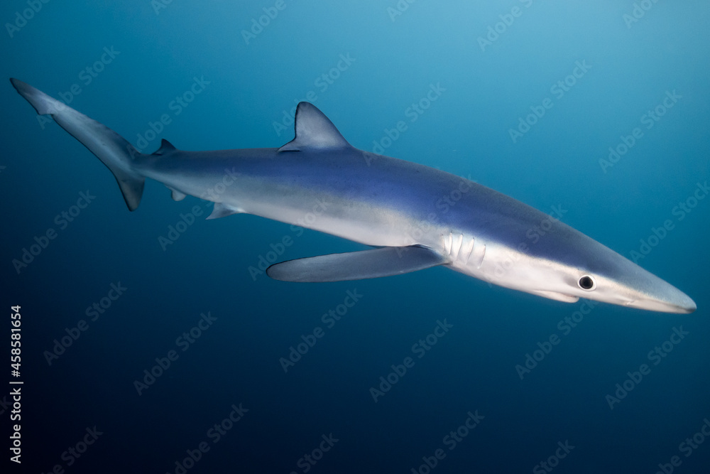 Tiburon azul en el mar Cantabrico, tintorera en mar abierto. Prionocea glauca