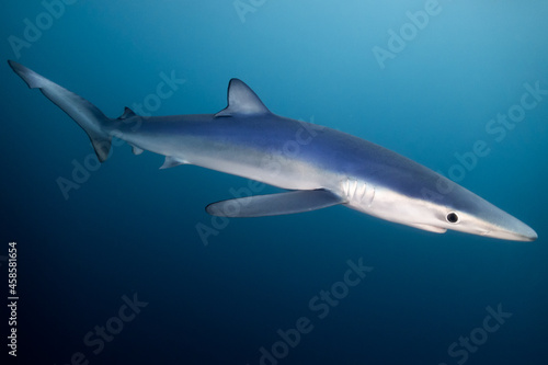 Tiburon azul en el mar Cantabrico, tintorera en mar abierto. Prionocea glauca © Aquilon