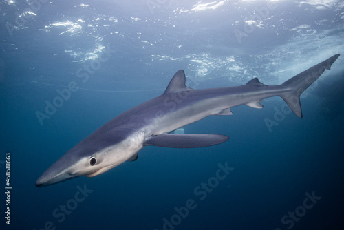 Prionocea glauca en mar abierto, tintorera en el cantabrico. Tiburón azul © Aquilon