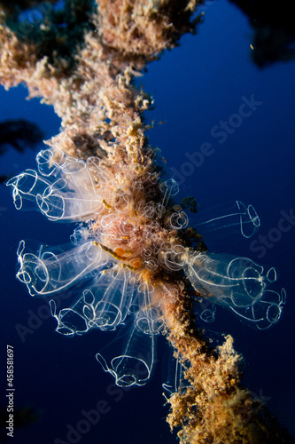 Clavelinas creciendo en un cabo, mar mediterraneo, fotografia submarina photo