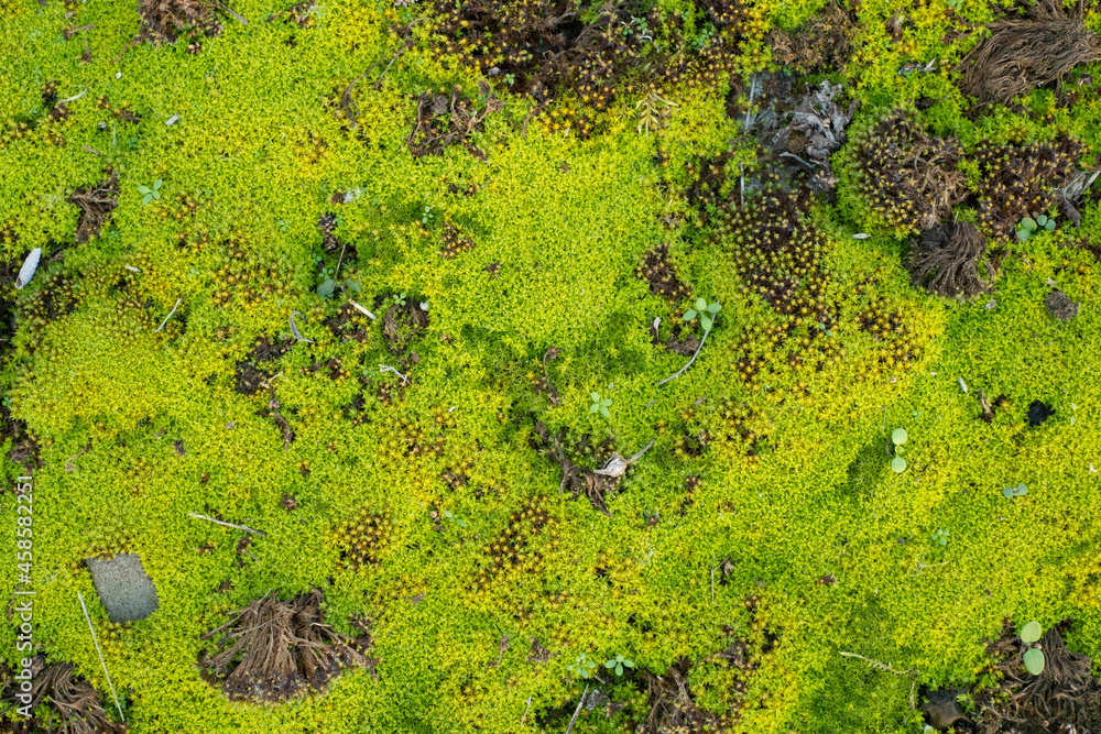 green moss background and texture