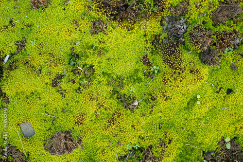 green moss background and texture