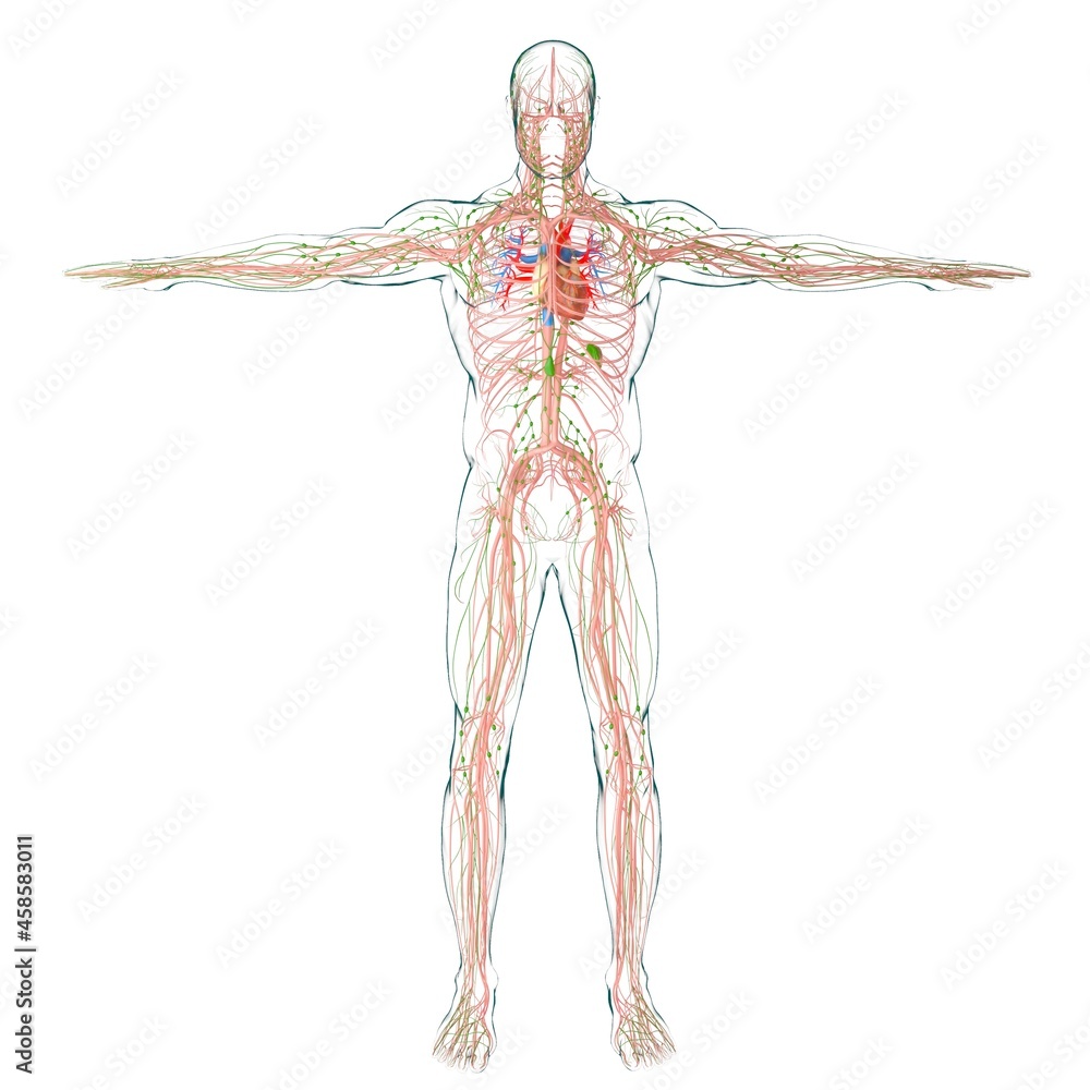Human Heart With Circulatory System Anatomy For Medical Concept 3D Human Heart With Circulatory System Anatomy For Medical Concept 3D