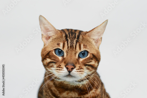 Funny Spotted Bengal kitten with beautiful big blue eyes. Lovely fluffy cat. Free space for text. Gray background.