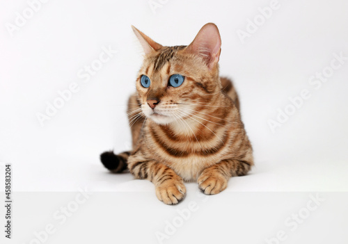 Funny Spotted Bengal kitten with beautiful big blue eyes lying on white table. Lovely fluffy cat. Free space for text.