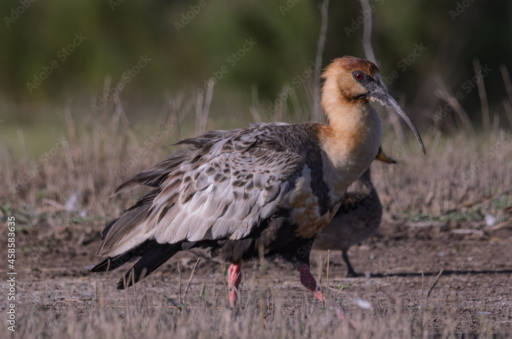 Aves Aves