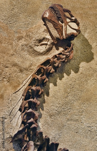 Dinosaur fossil partially revealed.  Dinosaur national monument photo