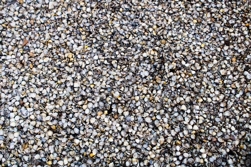 Um chão de pequenas conchas