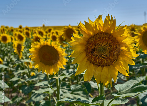 Sunflower field in the summer © Vctor