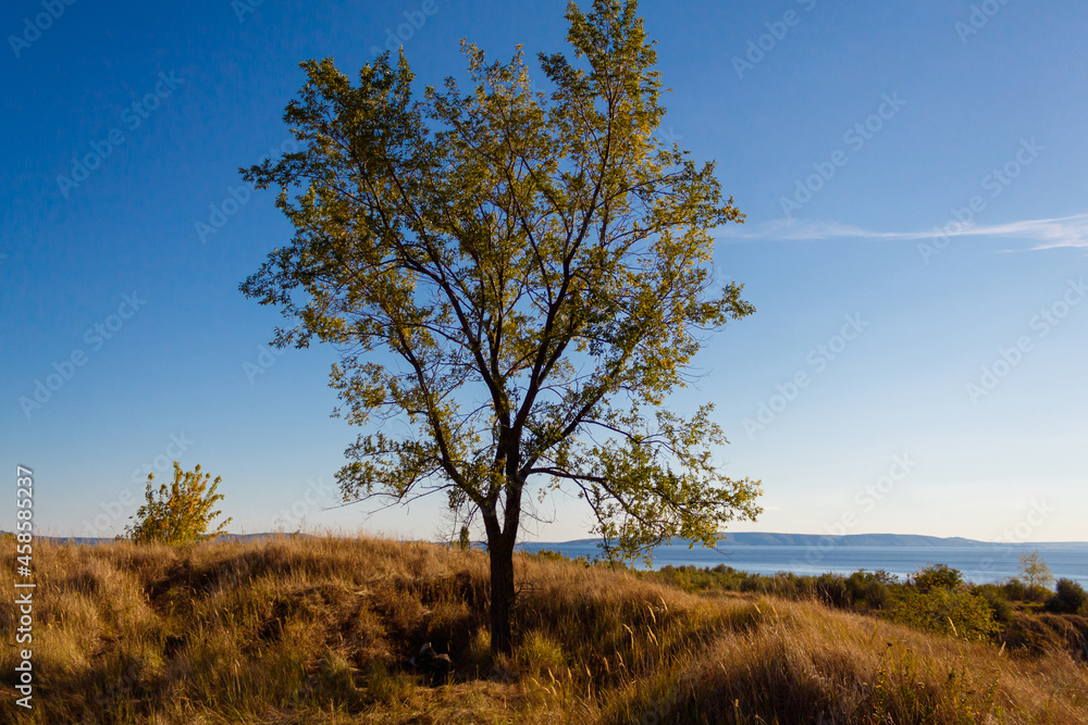 Autumn Landscape. A lonely beautiful autumn tree under a bright blue clear sky against the background of the river and mountains. Yellow grass Autumn Landscape. A lonely beautiful autumn tree under a bright blue clear sky against the background of the river and mountains. Yellow grass