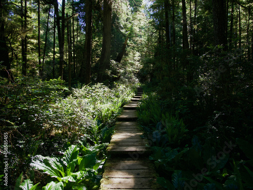 Wooden walkway through dense forest in the Pacific Northwest, part of Olympic National Park.