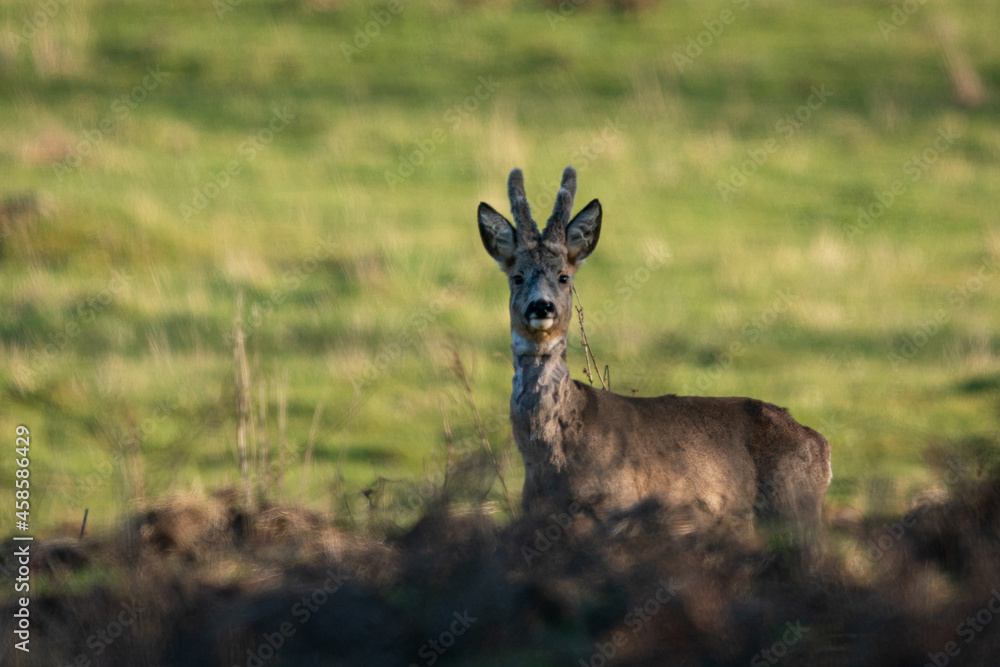 deer in the forest