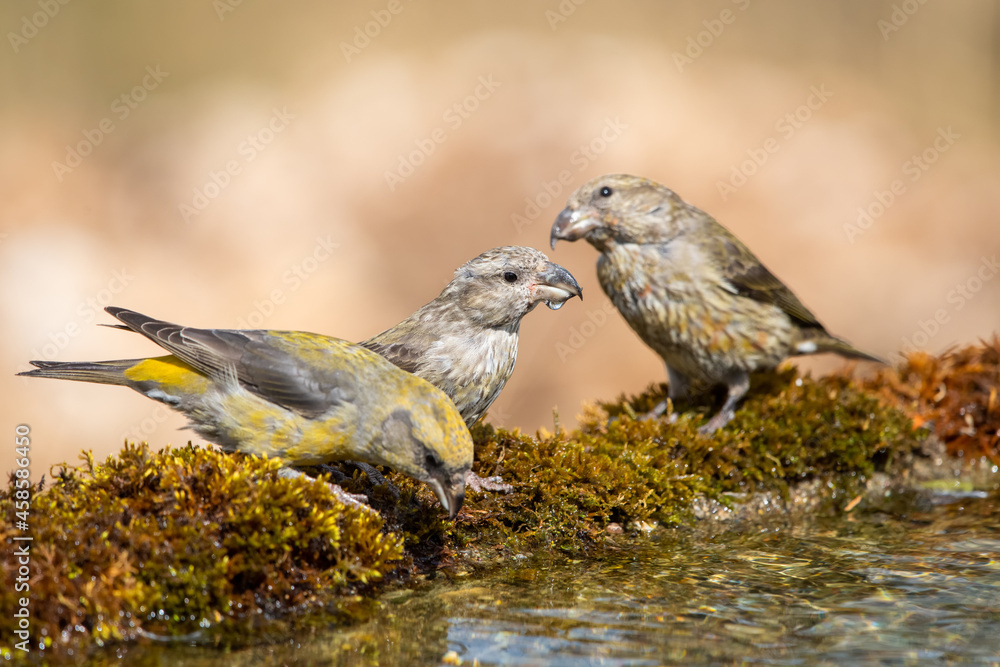 Çaprazgaga » Red Crossbill » Loxia curvirostra Çaprazgaga » Red Crossbill » Loxia curvirostra