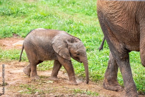 Sticker Baby elephant next to his mother during lactation