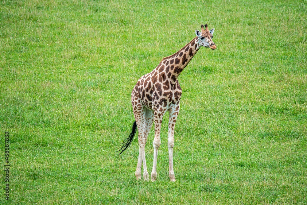 Naklejka premium Adult giraffe in its natural environment with green background