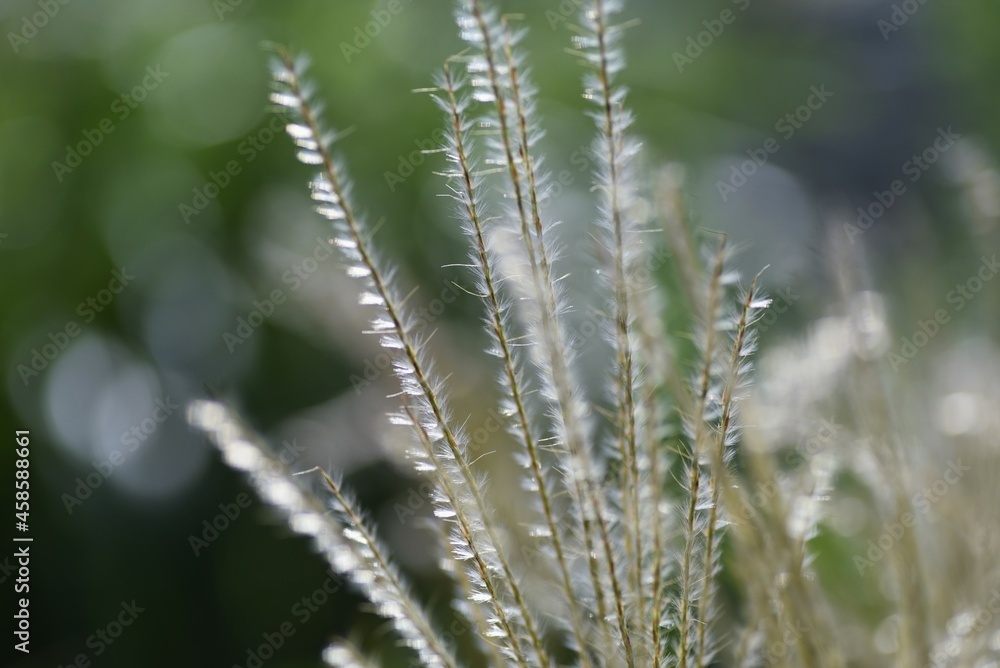 Japanese pampas grass flowers and seeds. Japanese pampas grass is Poaceae perennial grass, which has spikes from summer to autumn and has white hairs on its seeds, which eventually fly by the wind. 