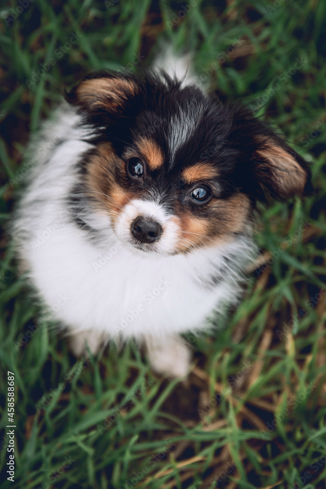 Papillon Puppy In The Fields Papillon Puppy In The Fields