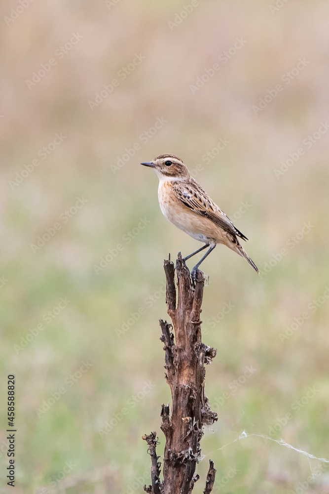 Boz kuyrukkakan » Isabelline Wheatear » Oenanthe isabellina