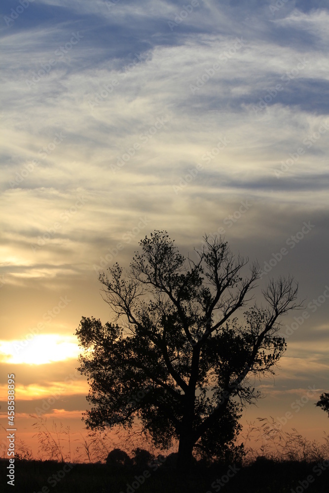 Obraz premium Colorful Kansas Sunset with clouds and tree silhouettes out in the country west of Nickerson Kansas USA out in the country.