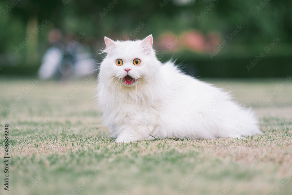 hite persian cat on grass