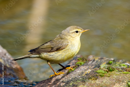  Söğütbülbülü » Phylloscopus trochilus » Willow Warbler