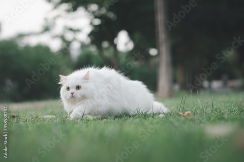 hite persian cat on grass