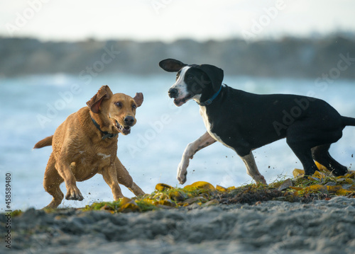 Dogs play, run and splash on Ocean Beach, CA shoreline