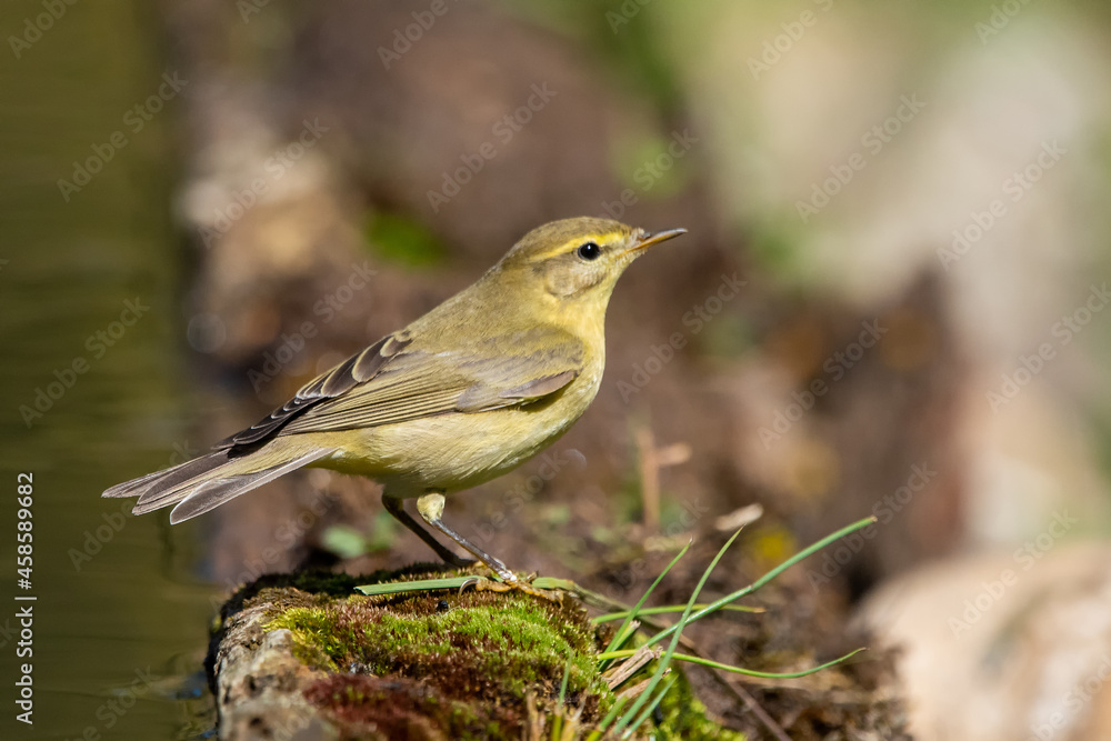 Fototapeta premium Söğütbülbülü » Phylloscopus trochilus » Willow Warbler