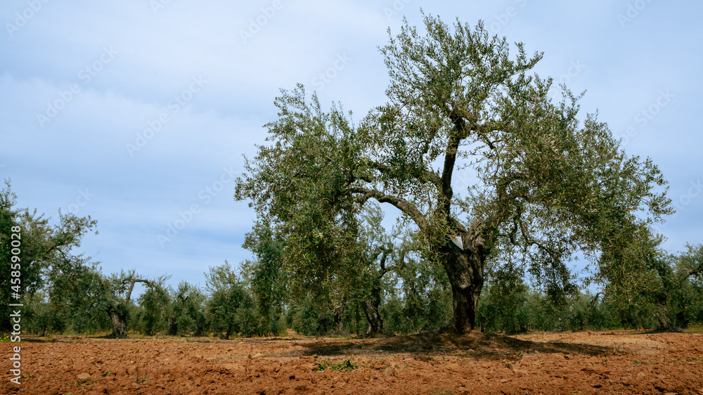 Harvested fresh olives in a field for olive oil production at Spain country Harvested fresh olives in a field for olive oil production at Spain country