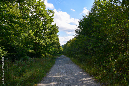 Camino por el bosque