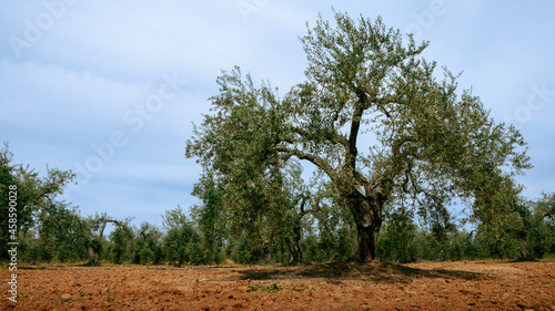 Harvested fresh olives in a field for olive oil production at Spain country
