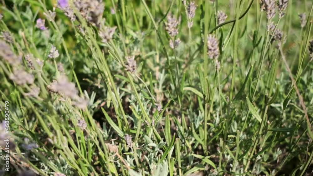 Close up of blooming lavender flower plants on field Close up of blooming lavender flower plants on field