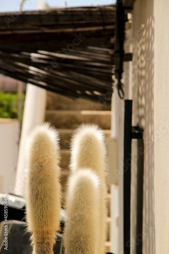 Cleistocactus Wineri plant in the garden photo