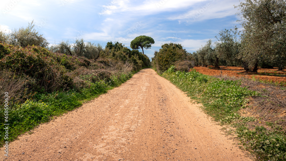 Dirt road and hiking trail track between wheat field and countryside scenery. Dirt road and hiking trail track between wheat field and countryside scenery.