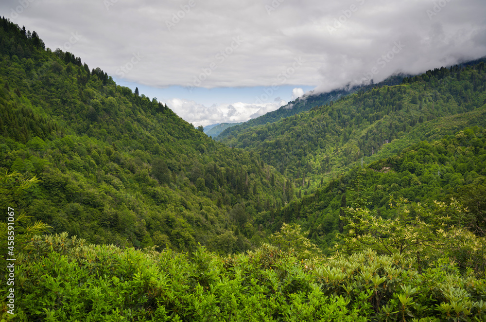 View of Beautiful Mountain forest