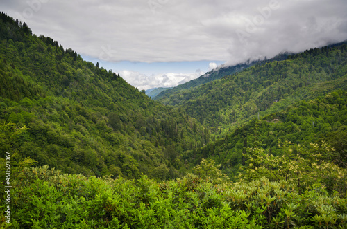 View of Beautiful Mountain forest