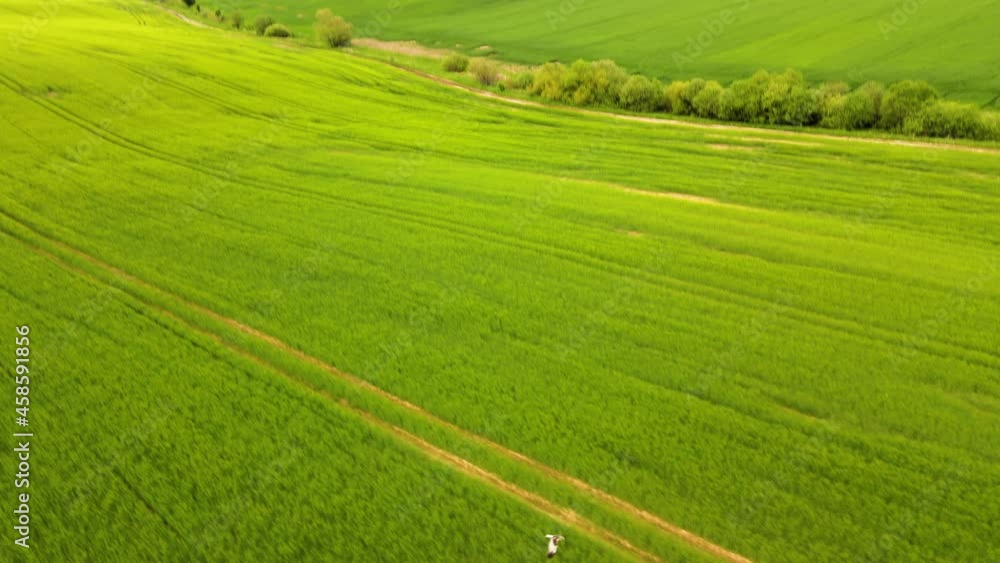 Aerial landscape view of wild bird flying over green cultivated agricultural fields with growing crops on bright summer evening. Aerial landscape view of wild bird flying over green cultivated agricultural fields with growing crops on bright summer evening.
