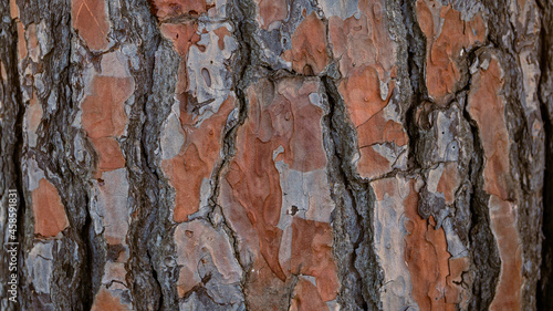 Stone pine tree trunk. The brown bark of old tree as natural texture background