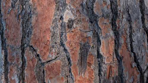 Stone pine tree trunk. The brown bark of old tree as natural texture background