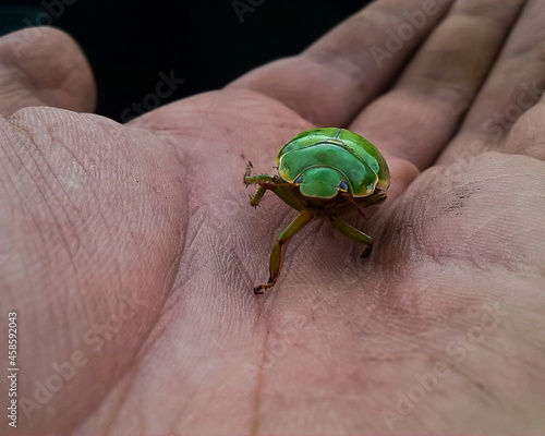 Green bug on a hand 
