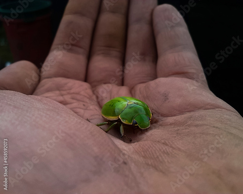 Green bug on a hand 