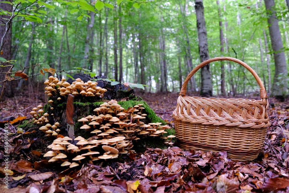 Large group of Kuehneromyces mutabilis (synonym Pholiota mutabilis