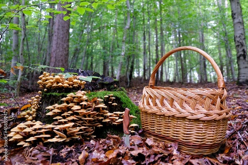 Large group of Kuehneromyces mutabilis (synonym: Pholiota mutabilis), commonly known as the sheathed woodtuft, is an edible mushroom. A wicker basket for mushrooms and a pocket knife in the ground. photo