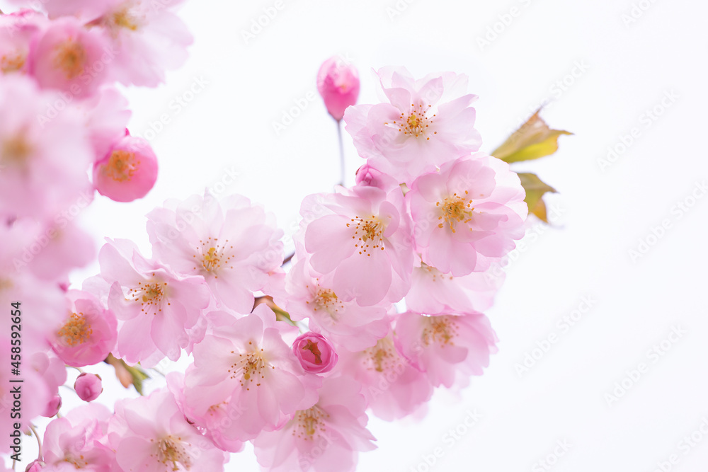 Beautiful nature scene with blooming tree. Beautiful nature scene with blooming tree.