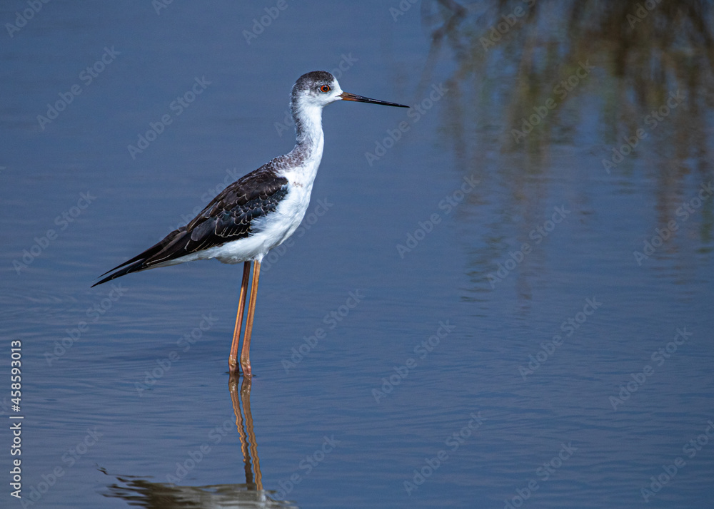 Obraz premium A black winged Stilt in lake in search of food