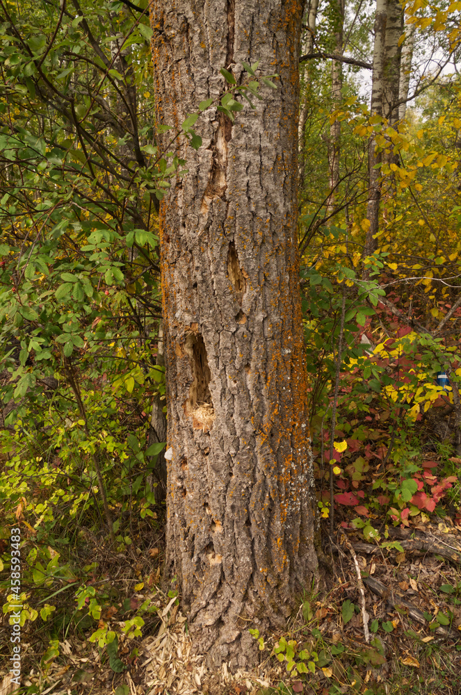 A Woodpecker's Handiwork on a Tree Trunk