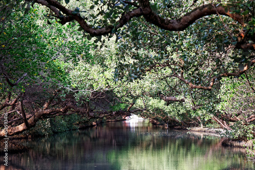 Fototapeta Naklejka Na Ścianę i Meble -  A beautiful view of lush greenery reflected in the peaceful water of a stream and dappled sunlight thru the green tunnel of a mangrove forest in Cihcao Wetland, TaijiangNational Park, Tainan, Taiwan