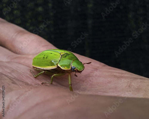 Green bug on a hand 