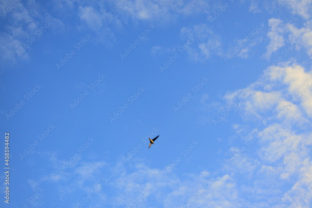 birds in flight